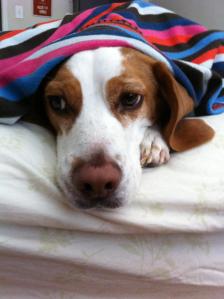 best spot starter ever